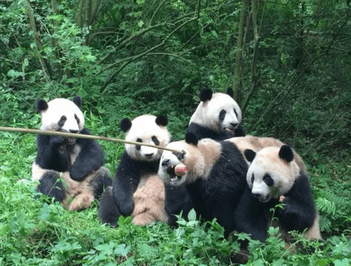 四海云游成都旅游必去十大旅游景点