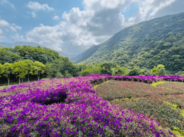 四海云游东莞旅游必去十大景点